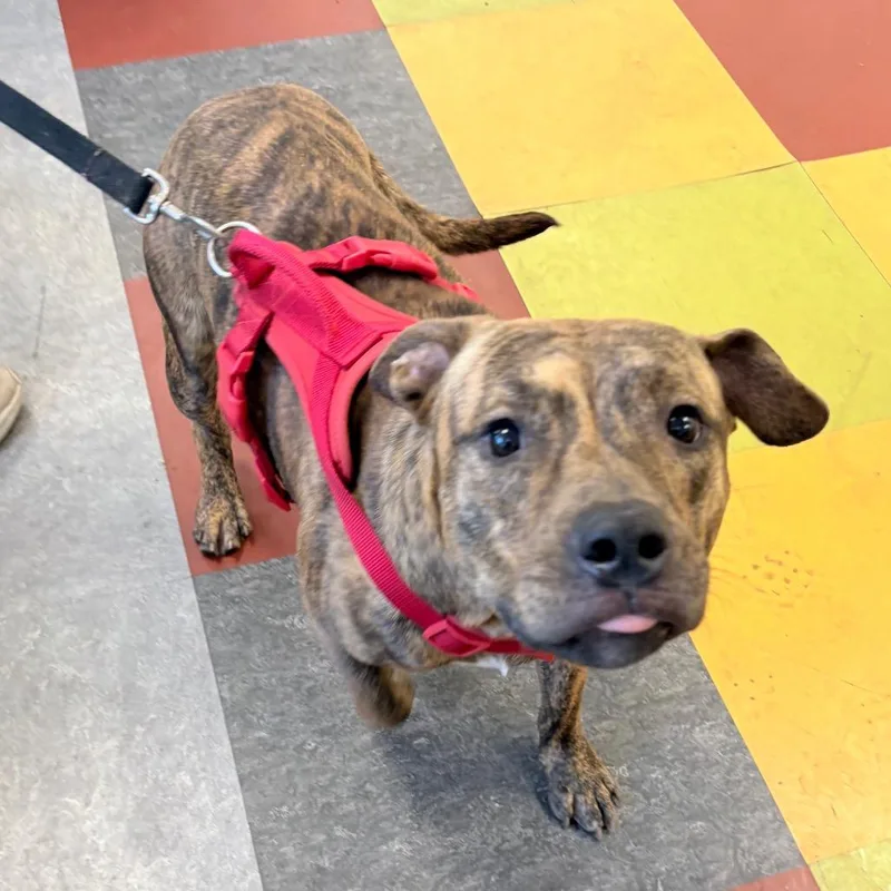 An adult medium-sized male Brindle Pit Bull Terrier dog named Jelly Roll for adoption in Philadelphia, PA