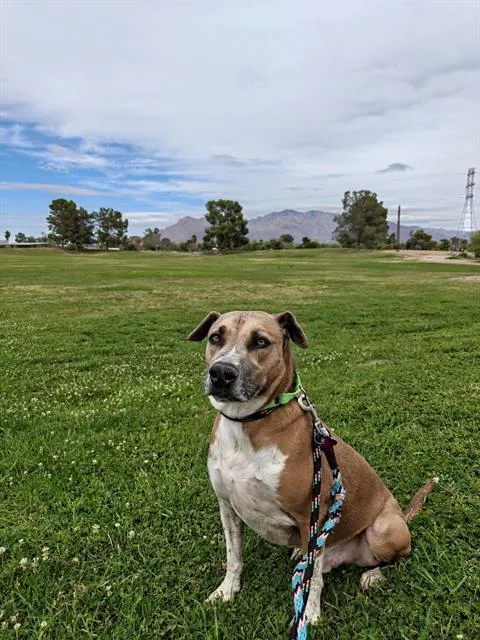 An adult large-sized male Pit Bull Terrier dog named Cosmo for adoption in Tucson, AZ