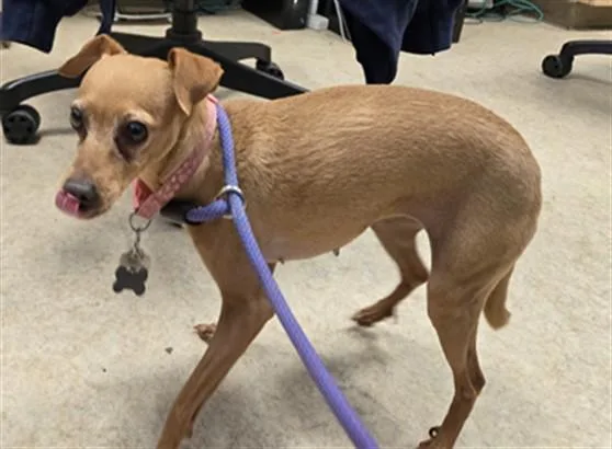 An adult small-sized female Chihuahua dog named Bella for adoption in San Pedro, CA