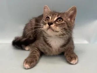A baby small-sized male Domestic Short Hair cat named Challah for adoption in Golden Valley, MN