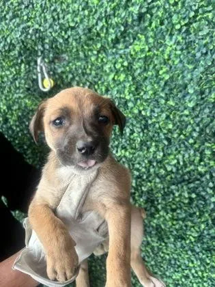 A baby small-sized female Yellow / Tan / Blond / Fawn Shepherd dog named 60783649 for adoption in El Paso, TX