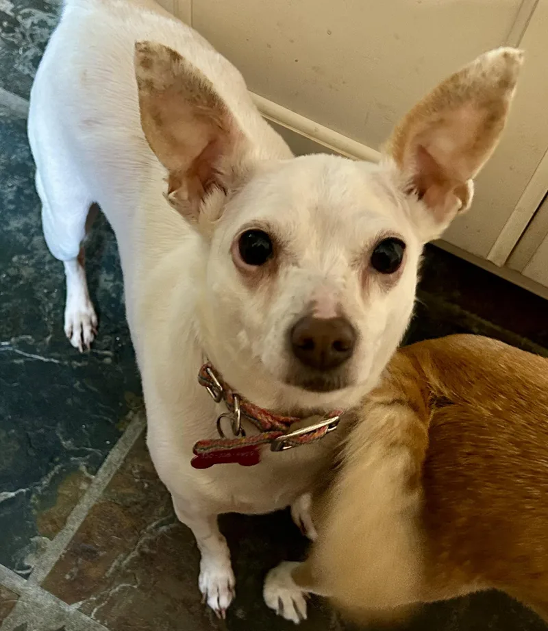 An adult small-sized female Chihuahua dog named Pink for adoption in Akron, OH
