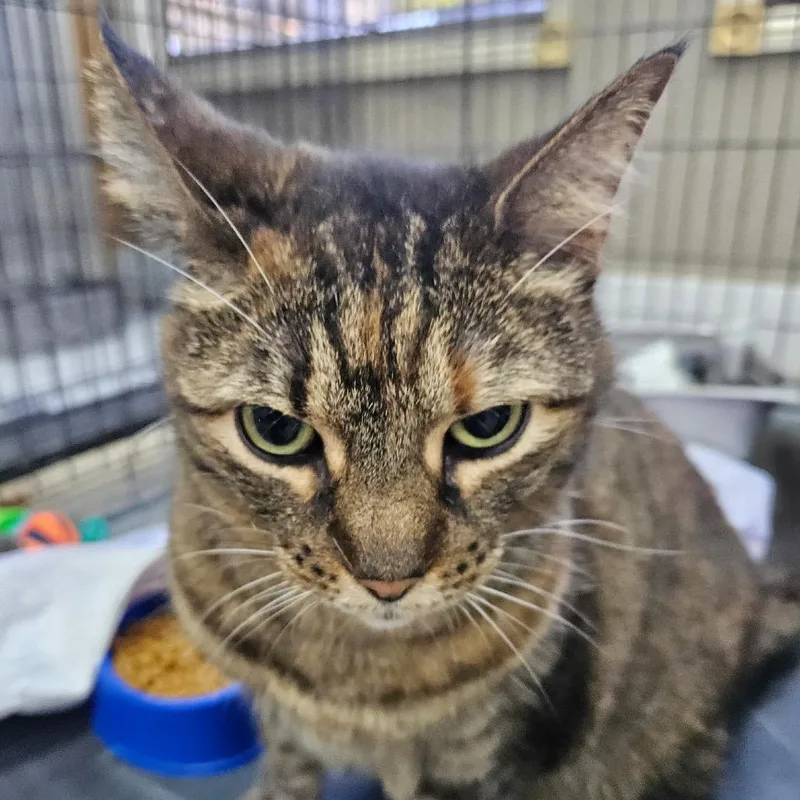 An adult small-sized female Tortoiseshell Domestic Short Hair cat named Gloria for adoption in Hattiesburg, MS