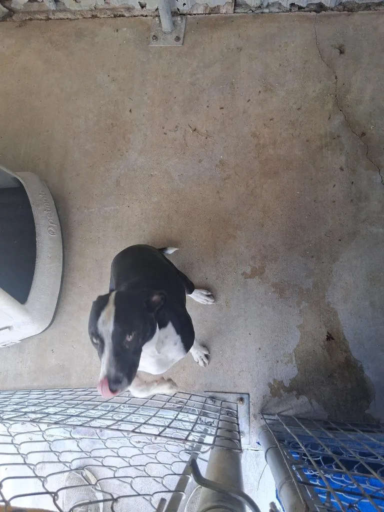 A young medium-sized female Pit Bull Terrier dog named Skadi for adoption in Brownwood, TX