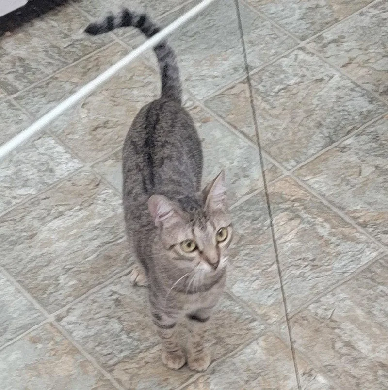 A young medium-sized female Tabby cat named Anastasia fairytaleprincess for adoption in Houston, TX