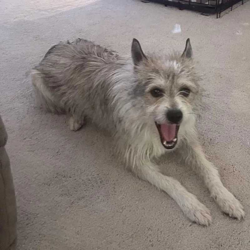 A young small-sized male Yellow / Tan / Blond / Fawn Mixed Breed dog named Fletcher for adoption in Fredericksburg, VA