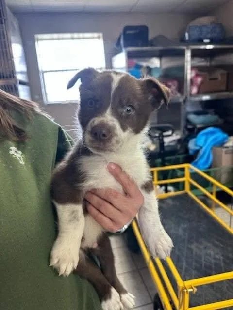 A young medium-sized male Mixed Breed dog named Thistle for adoption in New Castle, DE