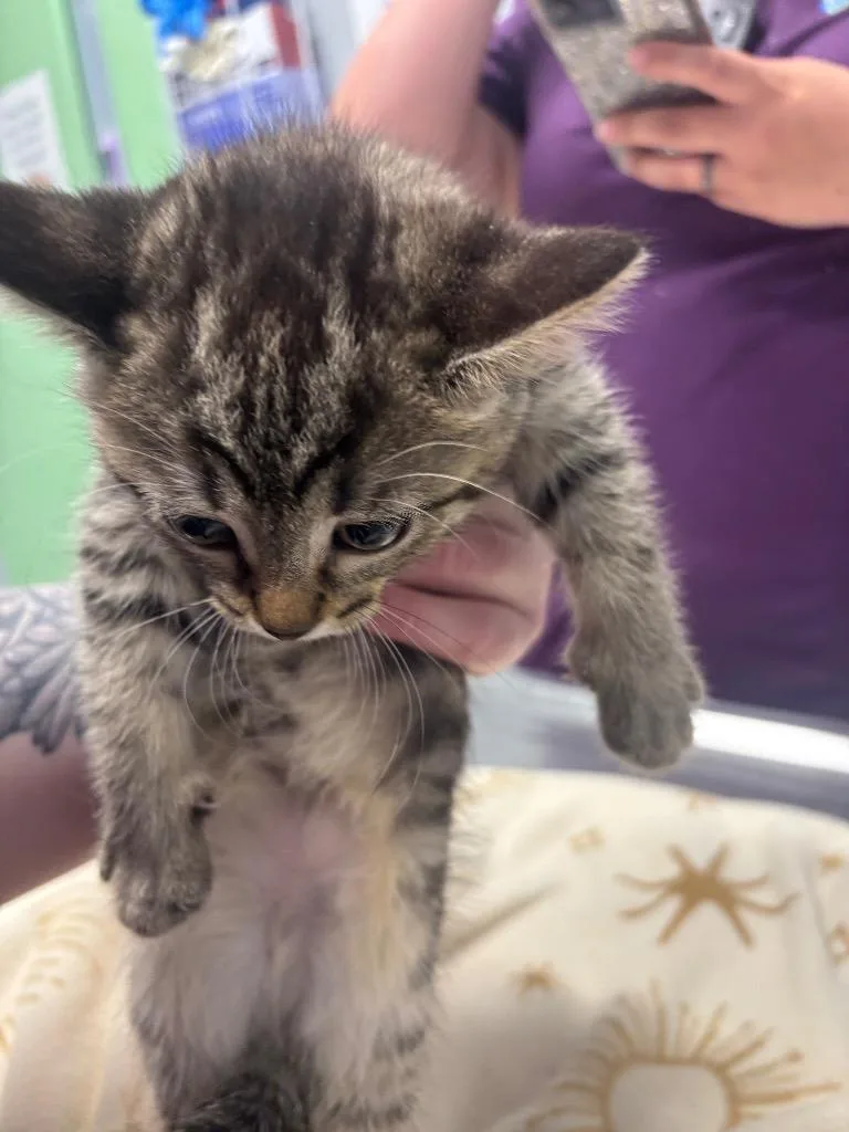 A baby medium-sized female Domestic Short Hair cat named Madi for adoption in Bloomington, IN