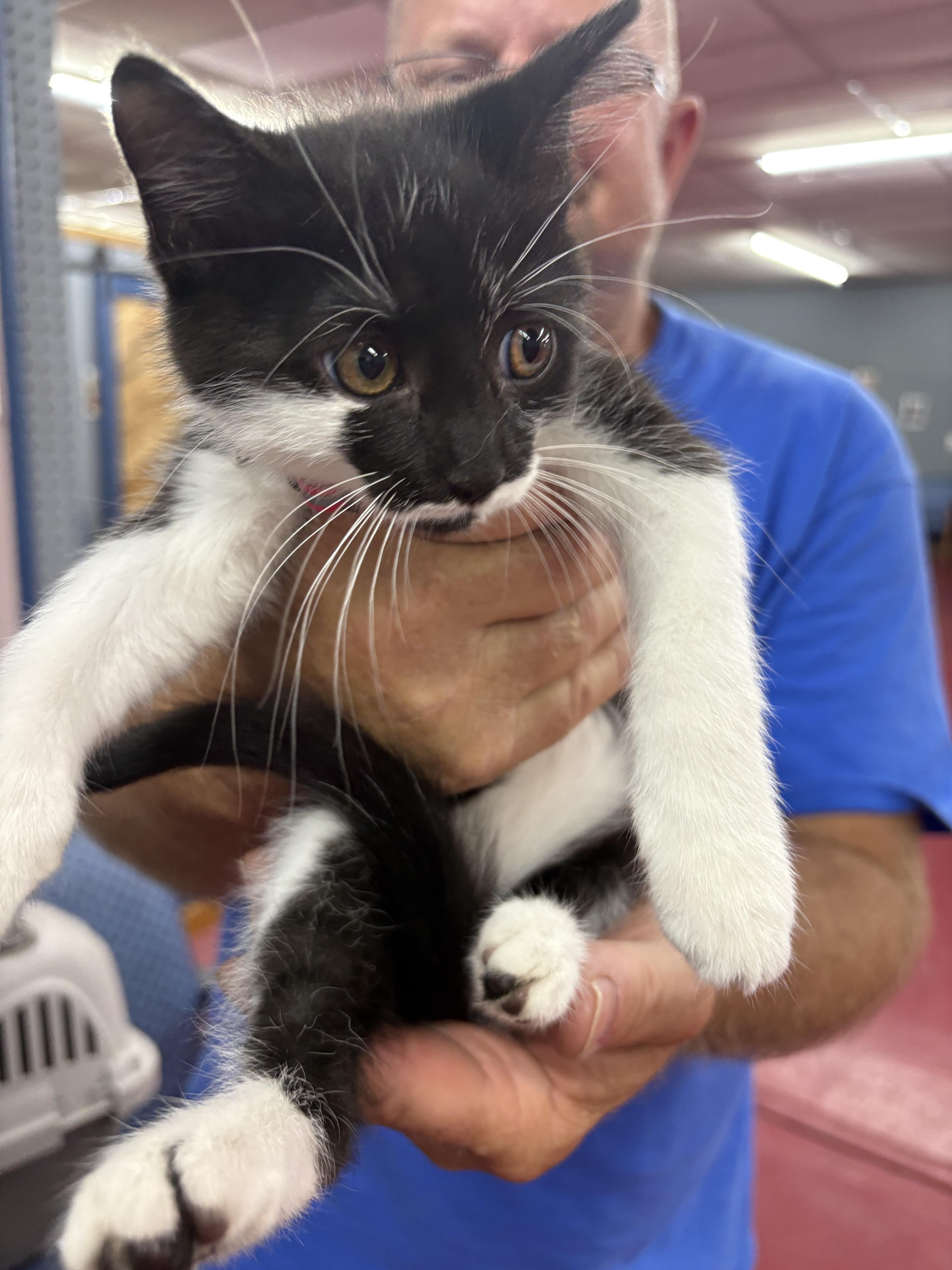 A baby small-sized female Domestic Medium Hair cat named Dark Pink Tuxedo for adoption in Mexico, MO
