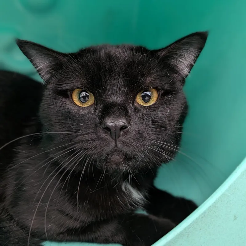 An adult medium-sized male Black Domestic Short Hair cat named Jellybean for adoption in Lakewood, CO