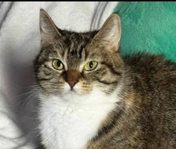 A senior medium-sized female Domestic Short Hair cat named Mary for adoption in Lancaster, PA