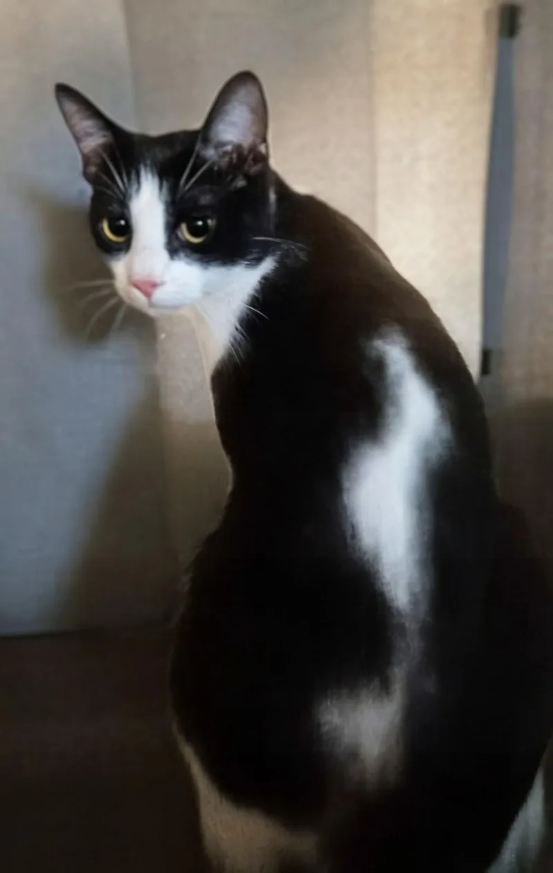 A young medium-sized male Black & White / Tuxedo Domestic Short Hair cat named Cupid for adoption in Monrovia, CA