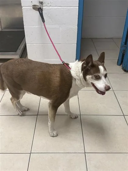 An adult large-sized male Mixed Breed dog named Cypress for adoption in Largo, FL