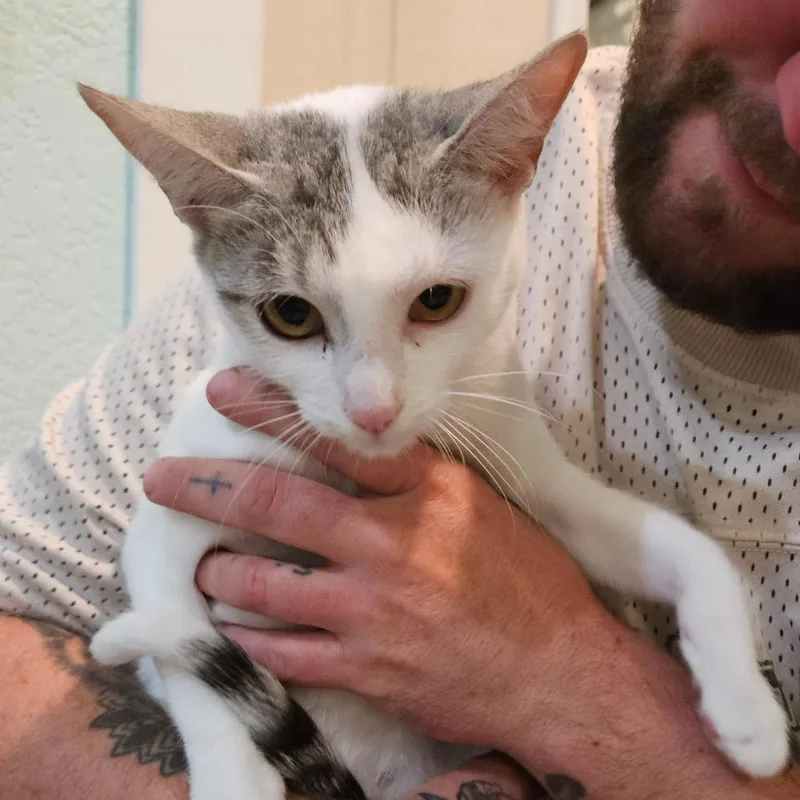 An adult small-sized female White Domestic Short Hair cat named Jane the Protector for adoption in Elverta, CA