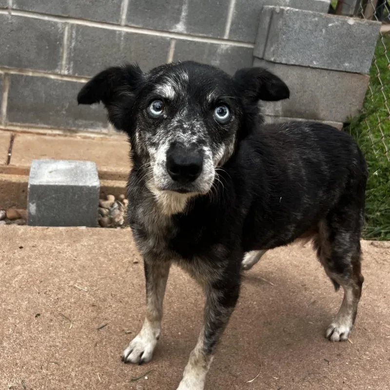 An adult medium-sized female Australian Cattle Dog / Blue Heeler dog named Emily for adoption in Harrisville, WV