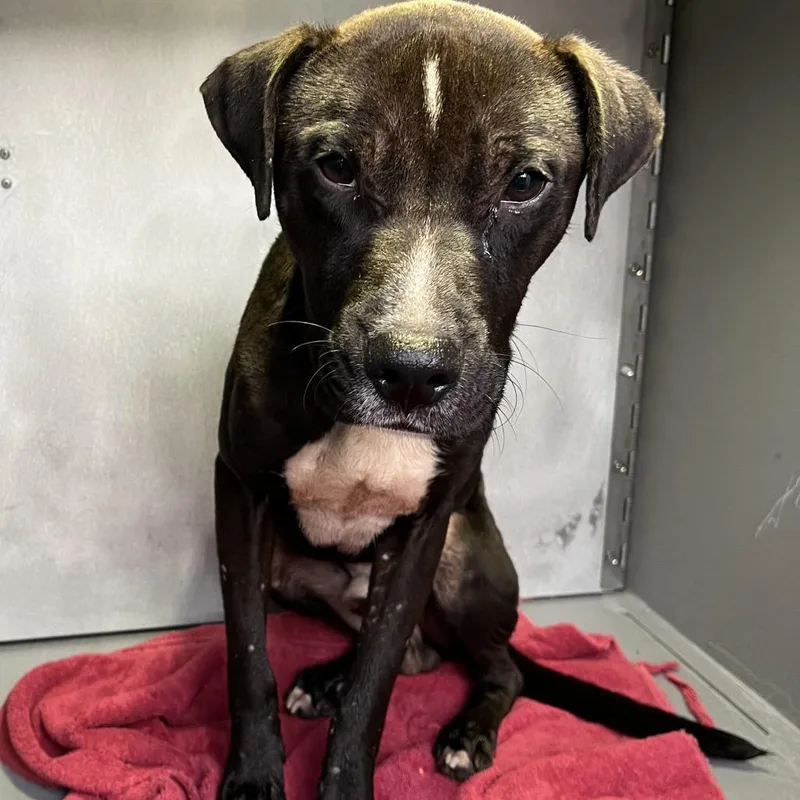 A young medium-sized male Black Pit Bull Terrier dog named Zelda for adoption in Greensboro, NC