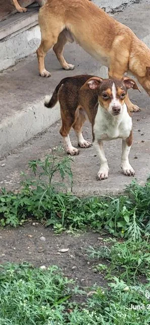 An adult small-sized male Chihuahua dog named 1-4 for adoption in San Antonio, TX
