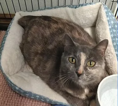 An adult large-sized female Dilute Tortoiseshell Domestic Short Hair cat named Grace for adoption in Reeds Spring, MO