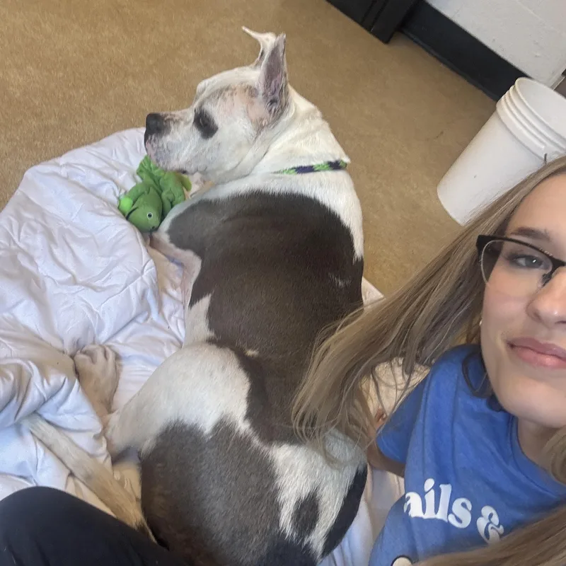 A senior large-sized male Pit Bull Terrier dog named Buster for adoption in Philadelphia, PA