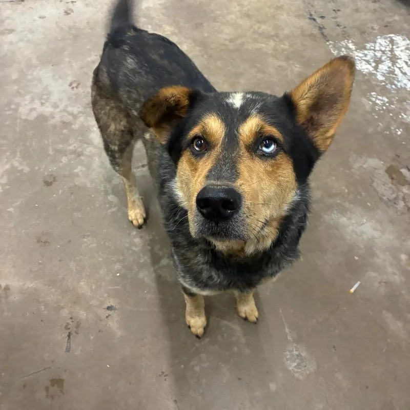 An adult medium-sized male Black Shepherd dog named Stitches for adoption in Corbin, KY