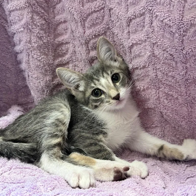 A baby small-sized female Domestic Medium Hair cat named Mila for adoption in Los Angeles, CA