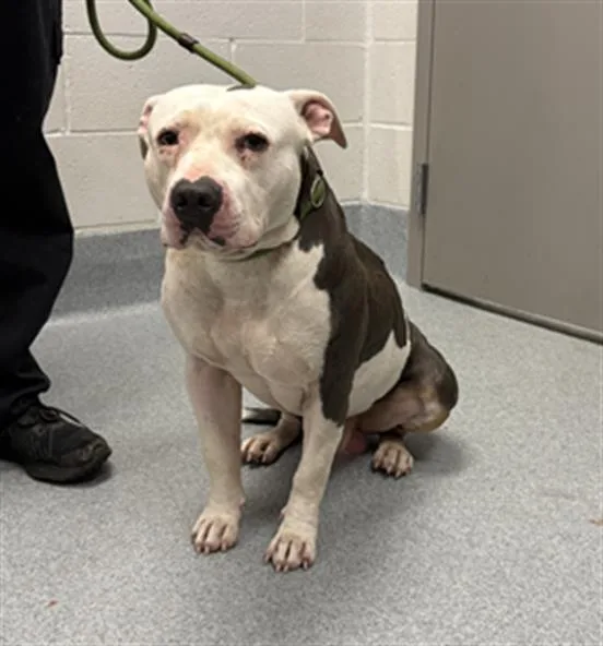 An adult medium-sized male Pit Bull Terrier dog named Golem for adoption in Indianapolis, IN