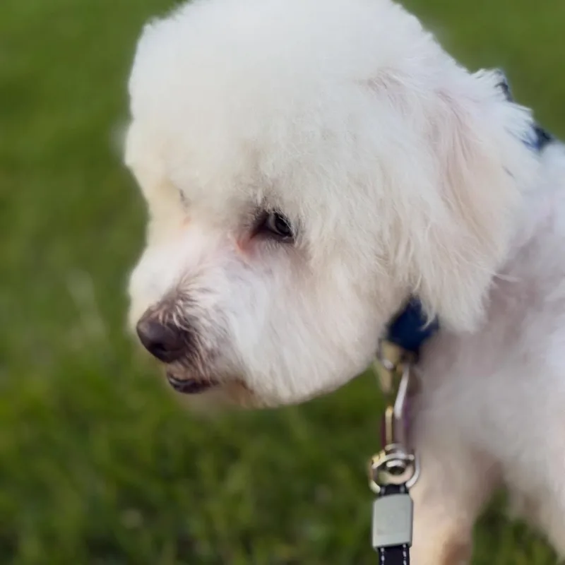 A young small-sized male White / Cream Miniature Poodle dog named Steve for adoption in Detroit, MI