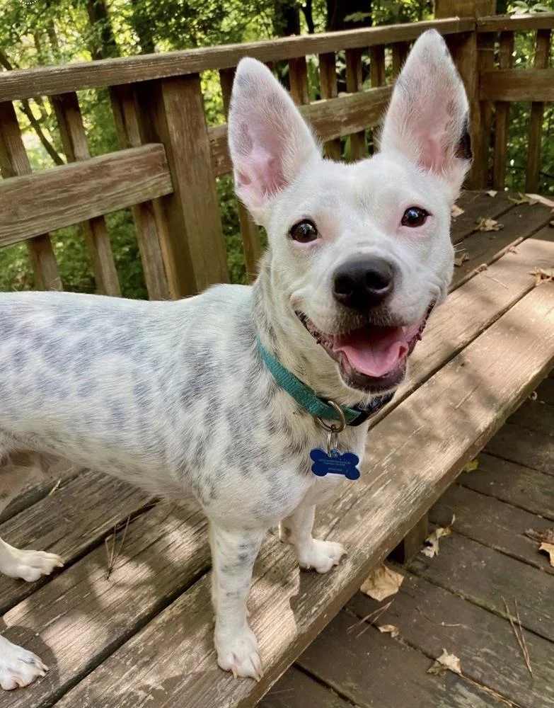 An adult medium-sized female Mixed Breed dog named Missy for adoption in Dunwoody, GA