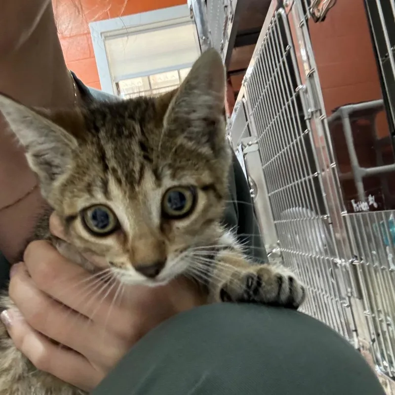 A baby small-sized female Brown / Chocolate Domestic Short Hair cat named Squink for adoption in Pensacola, FL