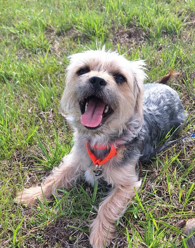 Domino