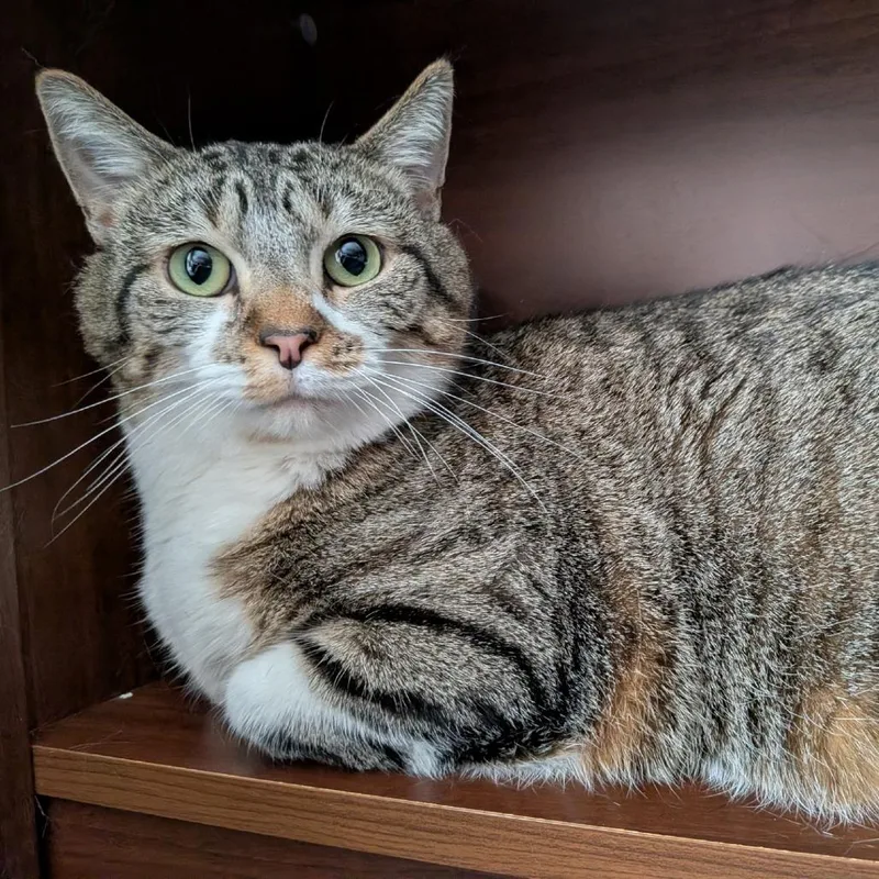 An adult large-sized female Brown / Chocolate Domestic Short Hair cat named Vee for adoption in Inver Grove Heights, MN