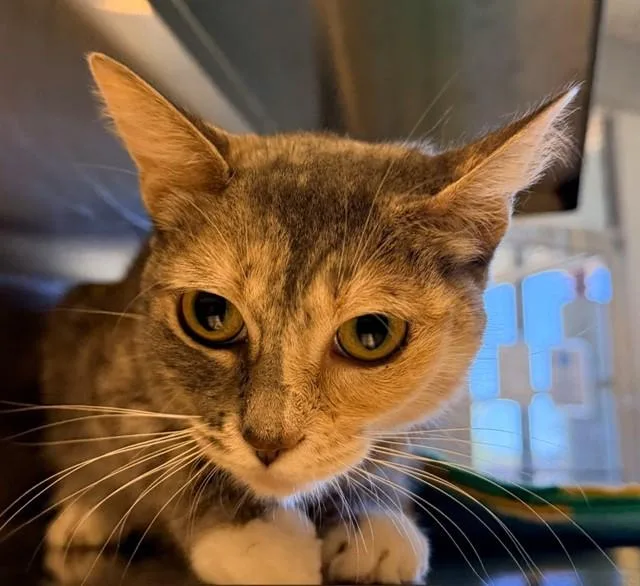 An adult medium-sized female Dilute Calico cat named Arizona A for adoption in Plano, TX