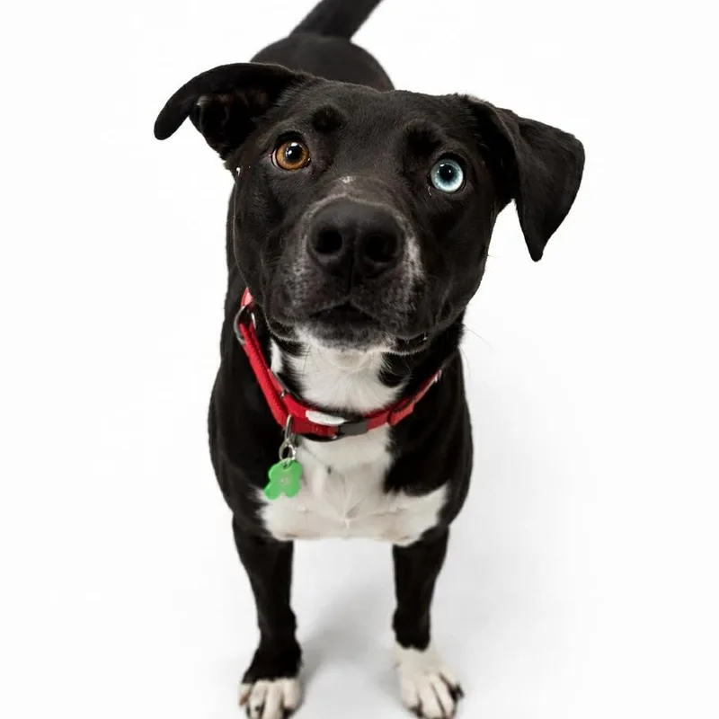 Clover  Current Pups thumbnail 2