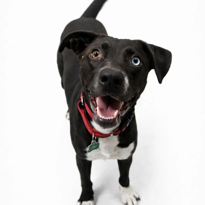 Clover  Current Pups thumbnail 3