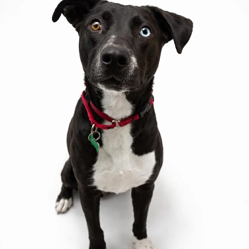 Clover  Current Pups