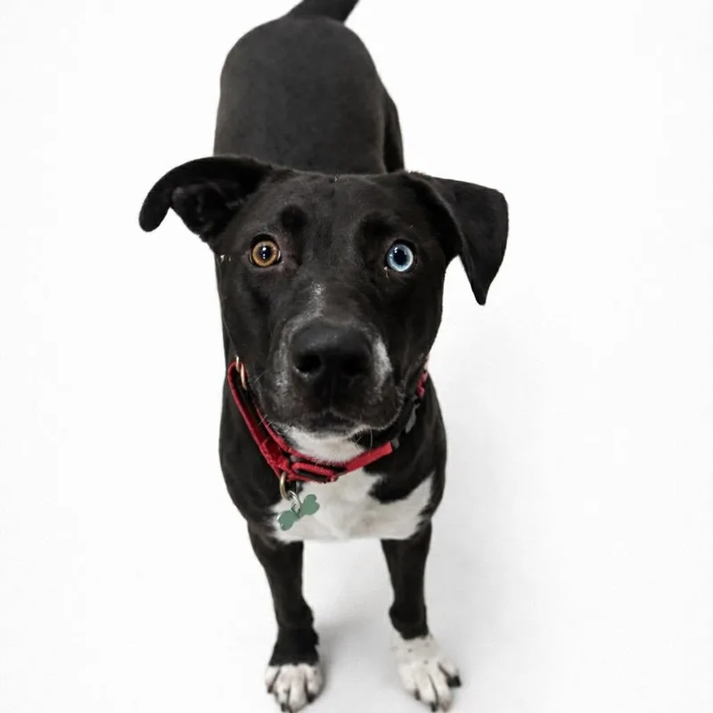 Clover  Current Pups thumbnail 4