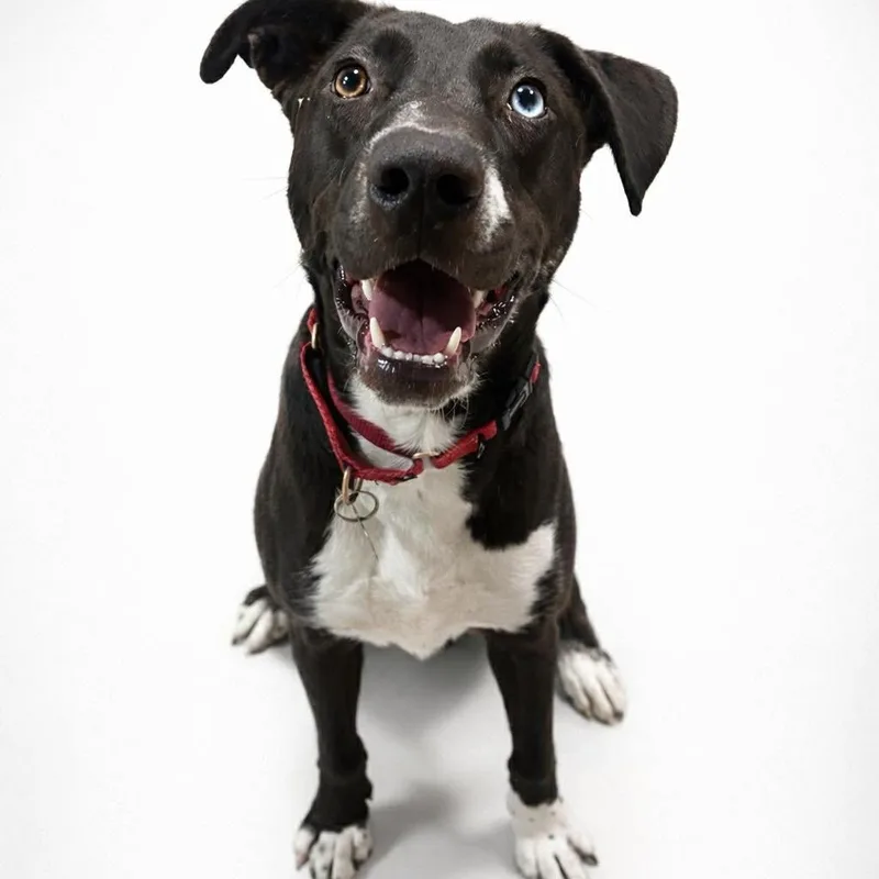 Clover  Current Pups thumbnail 5