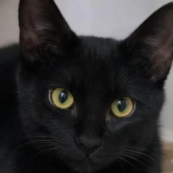 Diego