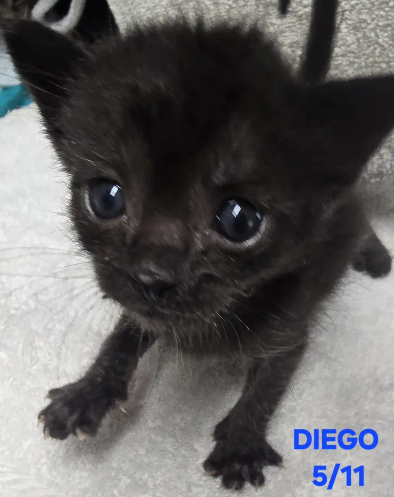 Diego thumbnail 3