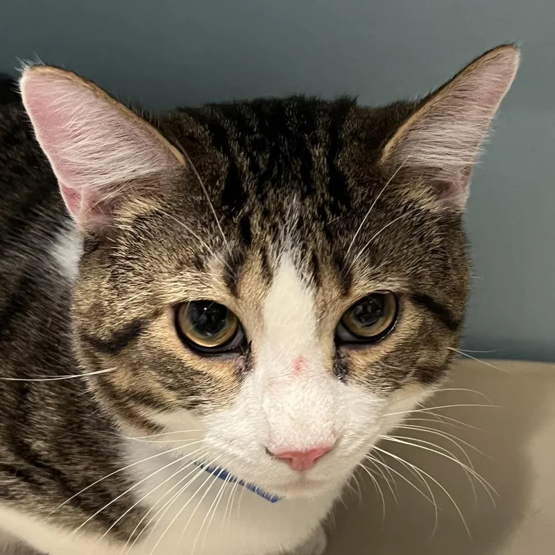 An adult large-sized male White Domestic Short Hair cat named Topaz for adoption in Chattanooga, TN