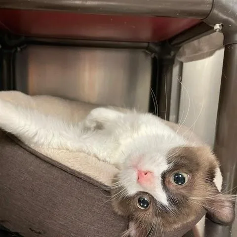 A young medium-sized male Seal Point Snowshoe cat named Aristotle for adoption in Braintree, MA