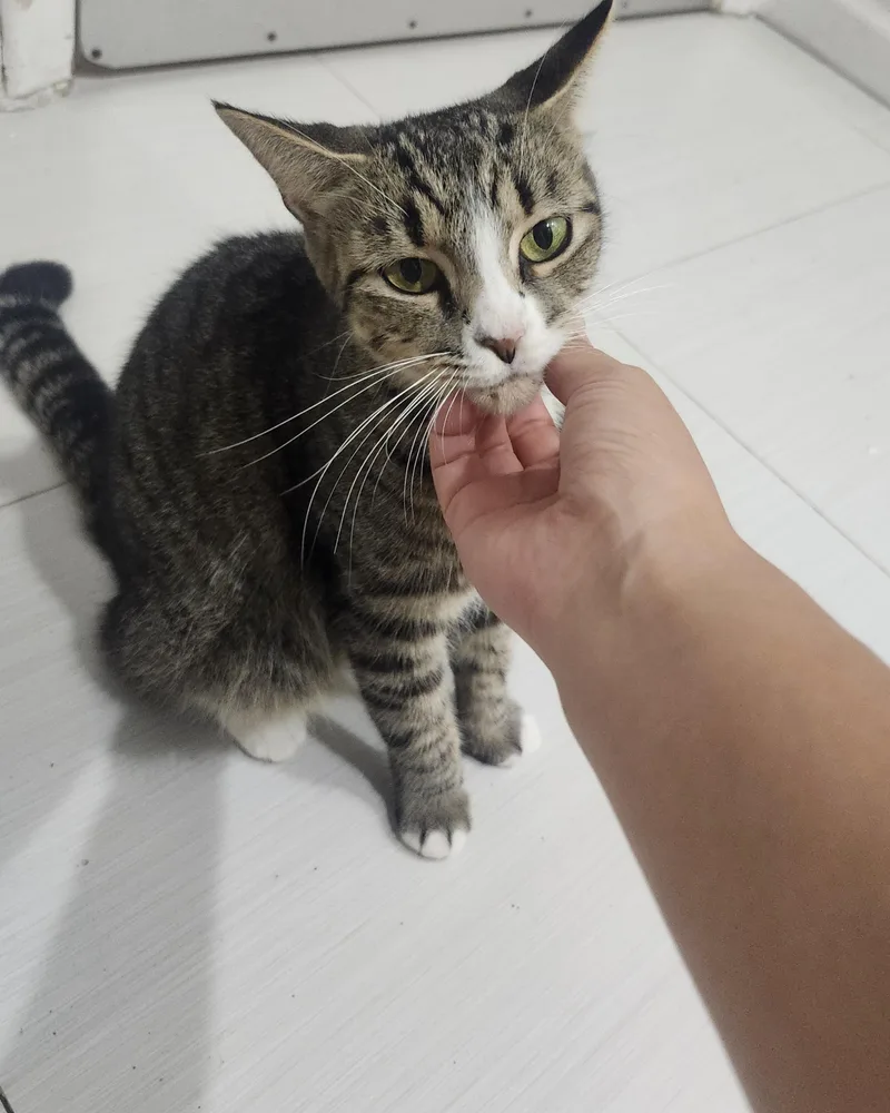 An adult medium-sized female Tabby (Gray / Blue / Silver) Domestic Short Hair cat named Mimi for adoption in Coconut Creek, FL