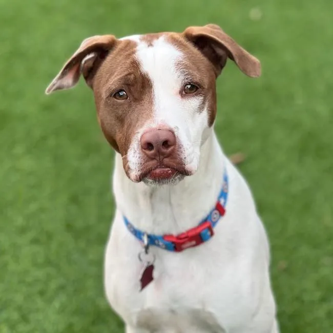 A young large-sized female Pointer dog named Louise for adoption in San Diego, CA