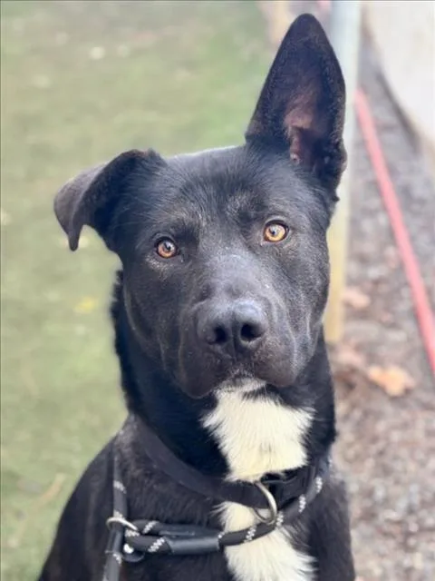 A young large-sized male Labrador Retriever dog named Jackson for adoption in Woodland, CA