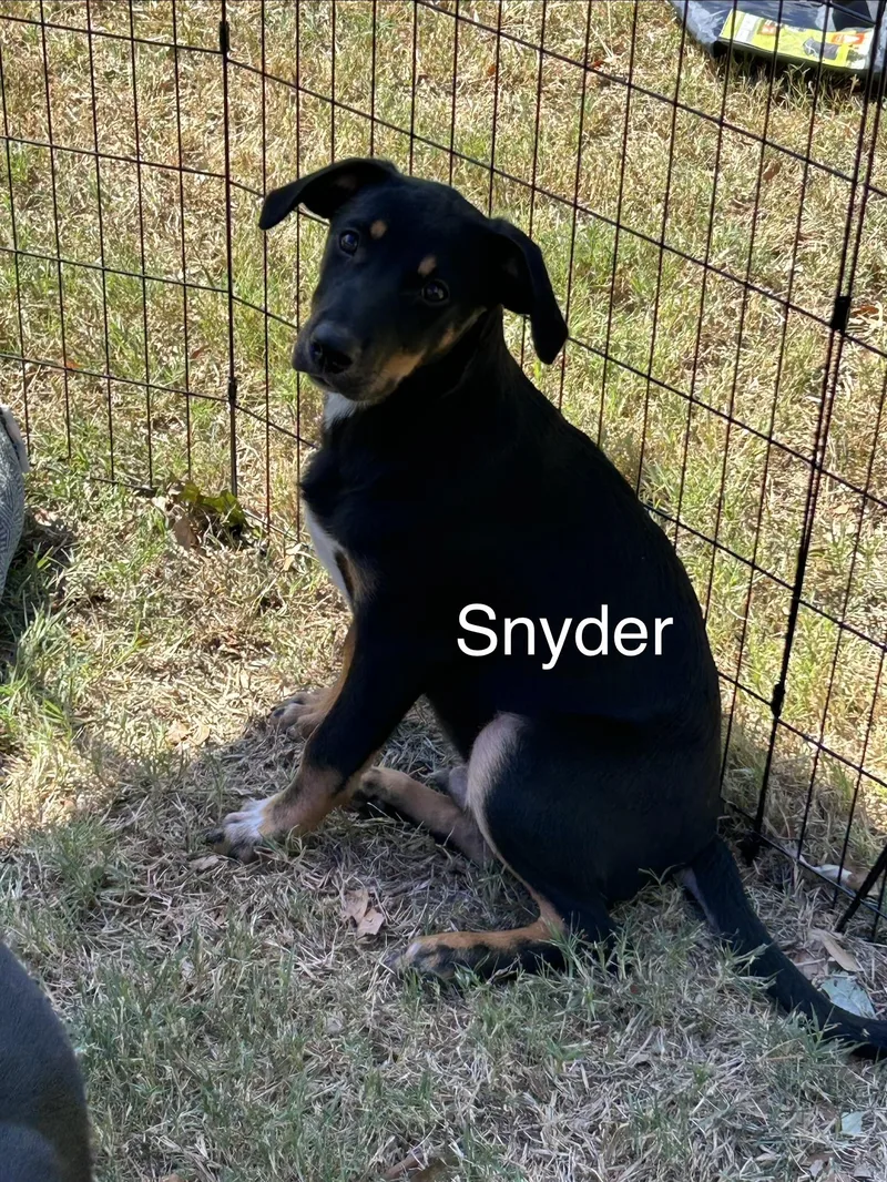 A baby medium-sized male Tricolor (Brown, Black, & White) Hound dog named Snyder for adoption in Texarkana, TX