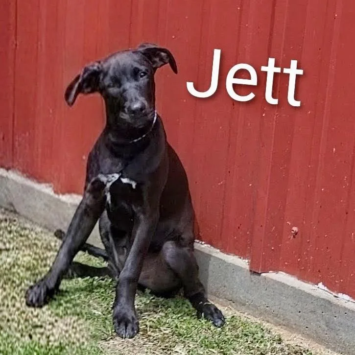 A baby large-sized male Mixed Breed dog named CT Jett for adoption in Eastford, CT
