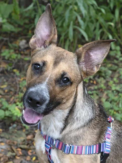 A young medium-sized female Brown / Chocolate German Shepherd Dog dog named Aiko for adoption in Chicago, IL