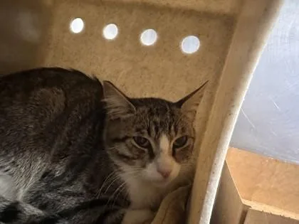 An adult small-sized male Domestic Short Hair cat named Mr. Brightside for adoption in Roseville, CA