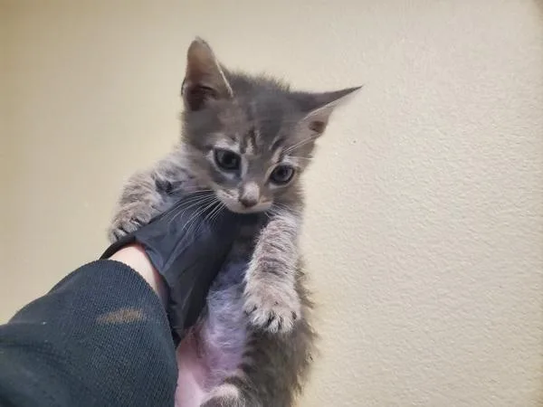 A baby medium-sized female Domestic Short Hair cat named Percolate for adoption in Oceanside, CA