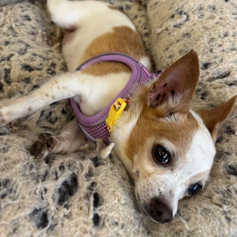 A senior small-sized female White / Cream Chihuahua dog named Marnie for adoption in San Francisco, CA